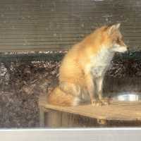 fox lovers come here!