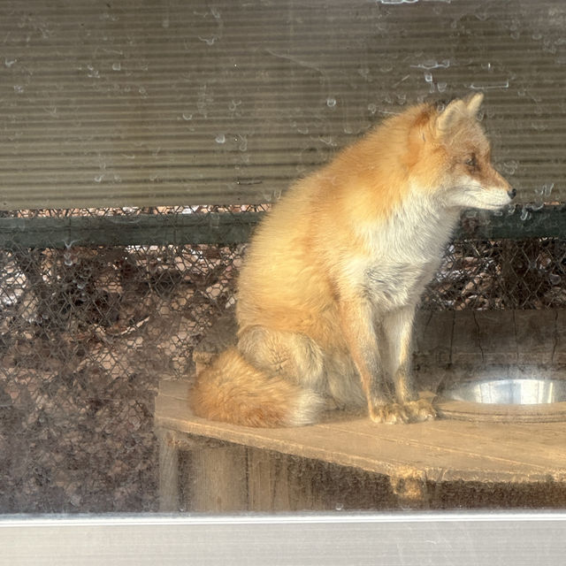 fox lovers come here!