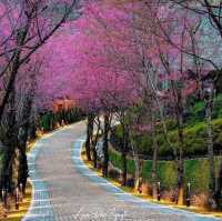 Cherry Blossoms or To Day Flowers season 