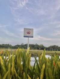 เช่าจักรยานปั่นดูวิวธรรมชาติ @Punggol Park 🌳