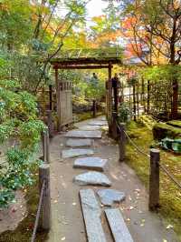 京都観光☺️美しい枯山水・池泉回遊式庭園🍁🌿天授庵