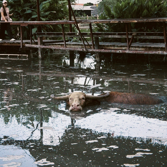 Buffalo Village หมู่บ้านอนุรักษ์ควายไทย