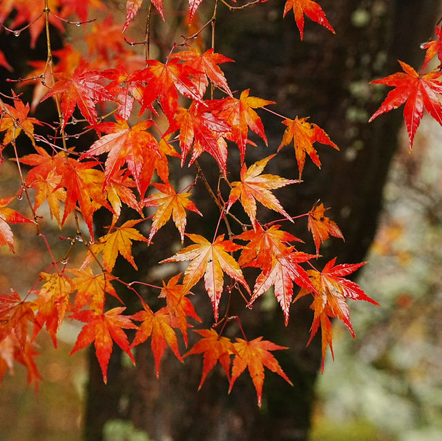 【滋賀県】鶏足寺