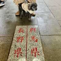 ペットの健康祈願が出来る神社