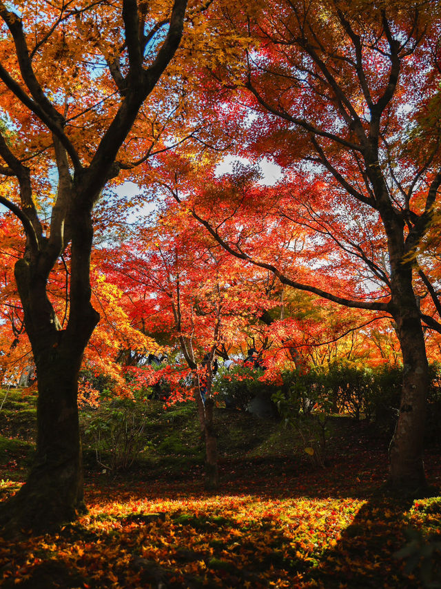 京都楓葉王國！我只服東福寺🍁