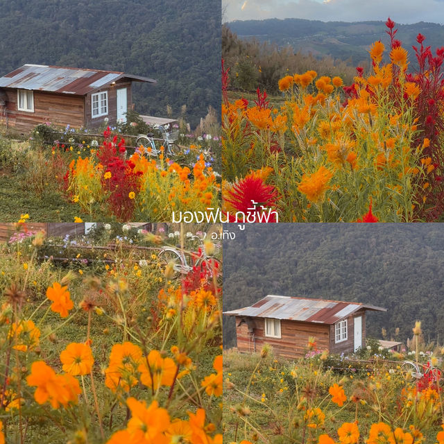 ที่เที่ยวเชียงรายน่าเช็คอิน 2025 ⛰️✨🌲🌅