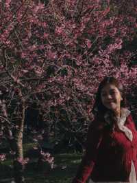 ชมดอกซากูระเมืองไทย @ดอยอินทนนท์ 🌸🤍✨