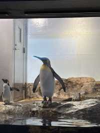 光の演出が素敵なキラキラ水族館🐬❄️