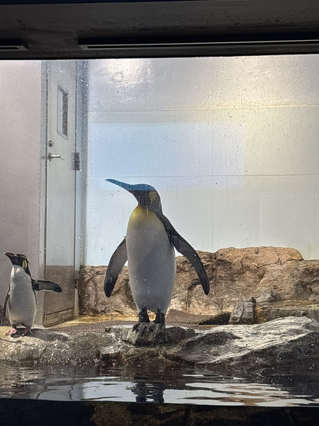 光の演出が素敵なキラキラ水族館🐬❄️