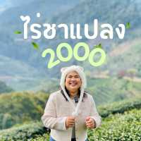 🌱ไร่ชาแปลง 2000