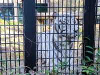 【鹿児島県】 コアラ飼育頭数日本一の自然あふれる動物園『平川動物公園』🐨