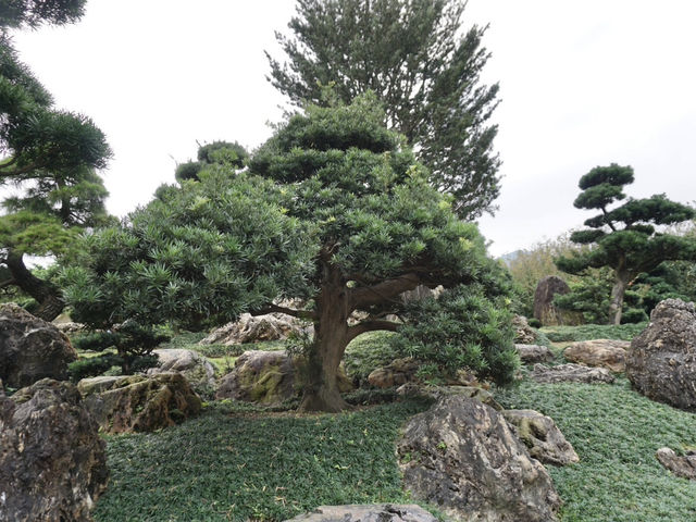 A Peaceful Pause: Hong Kong’s Best Kept Secrets—Chi Lin Nunnery and Nan Lian Garden