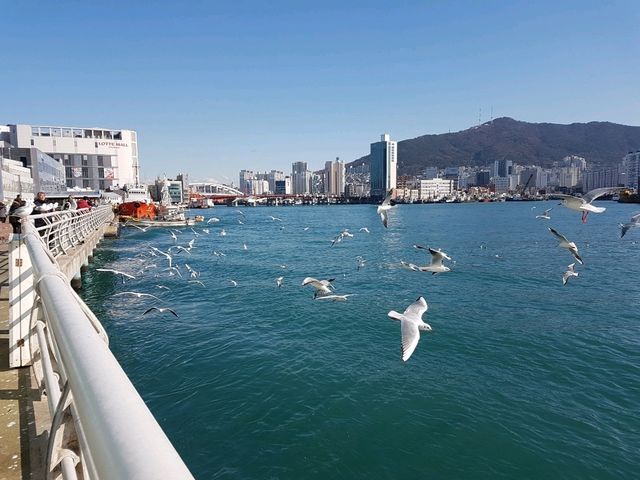 釜山 會打開的橋