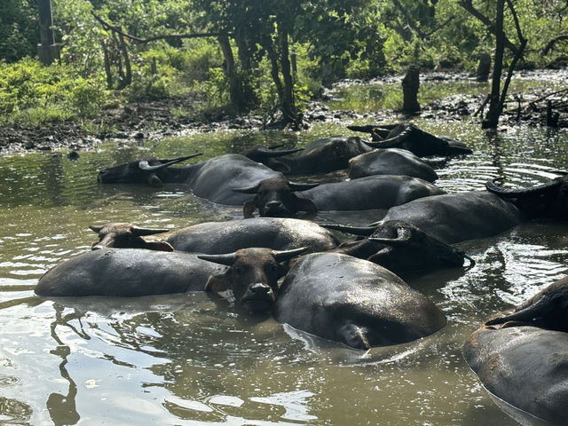A Surprise Encounter with Water Buffalo Outside Riung 🐃🌿