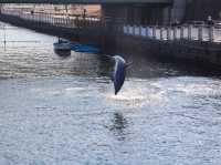 【鹿児島県】 桜島を眼前に仰ぐロケーション抜群の水族館『いおワールドかごしま水族館』