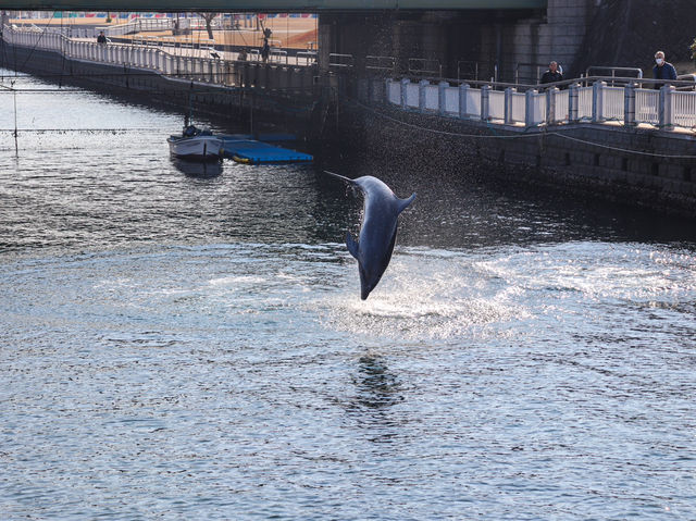 【鹿児島県】 桜島を眼前に仰ぐロケーション抜群の水族館『いおワールドかごしま水族館』