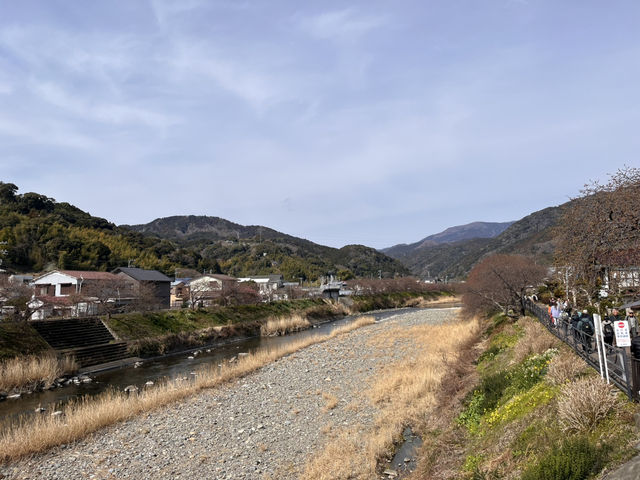 河津桜とオススメのどら焼き@静岡・河津🌸