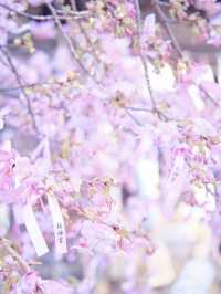 【東京】都会の隠れ家で早咲きの桜を愛でる🥰河津桜で春の訪れを感じよう🌸周辺観光情報付き