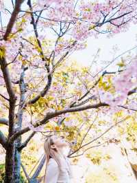 【絶景】熱海の桜が咲いてます🌸💗