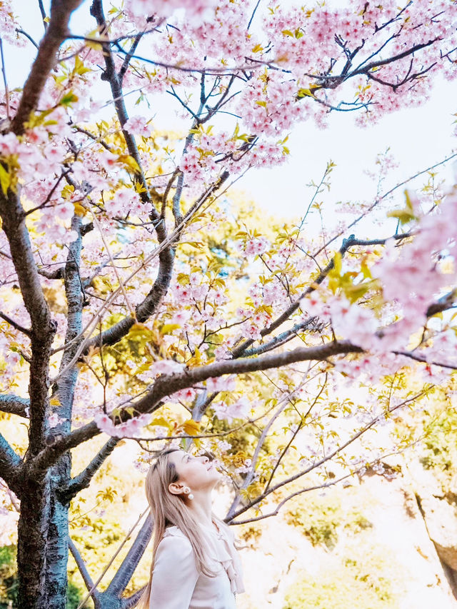 【絶景】熱海の桜が咲いてます🌸💗