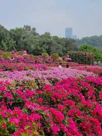 深圳世外桃源✨ 蓮花山公園🌸