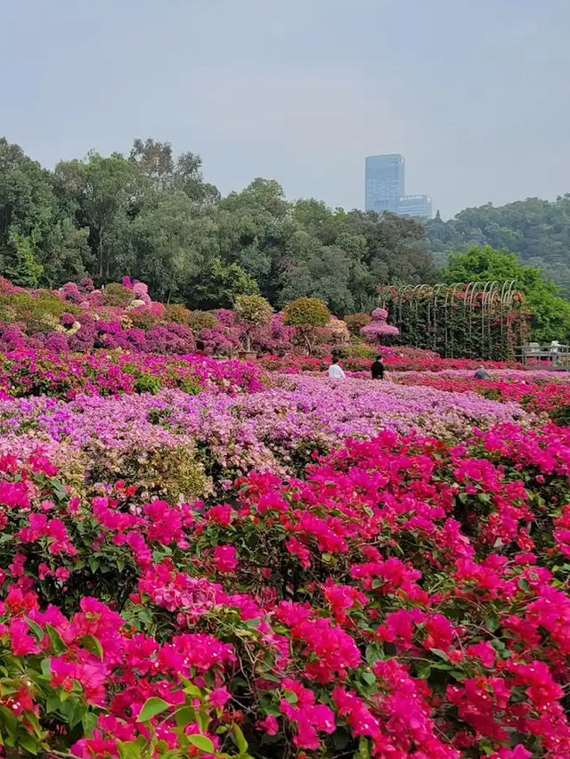 深圳世外桃源✨ 蓮花山公園🌸