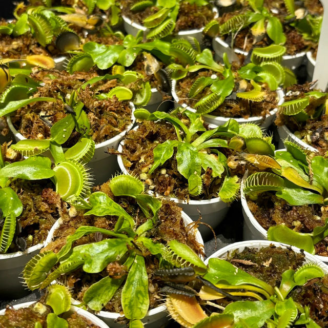 台北植物園 | 藏於綠意中的夢幻