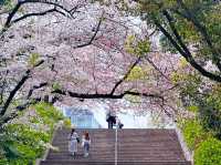 大阪櫻花🌸大阪城公園「櫻吹雪」~太浪漫了吧！