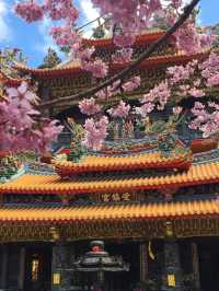 嘉義阿里山櫻花：高山春日的夢幻之旅