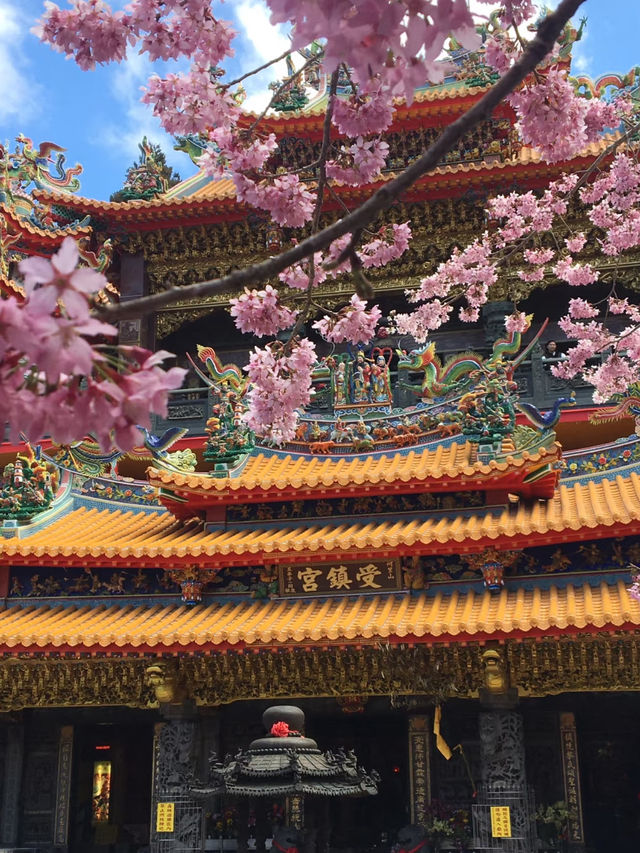嘉義阿里山櫻花：高山春日的夢幻之旅
