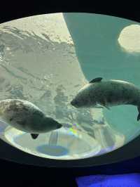 大阪海遊館🐬適合一家大細的景點
