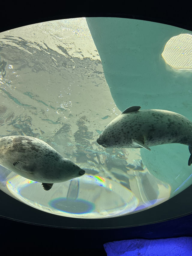 大阪海遊館🐬適合一家大細的景點