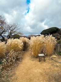 Jeju’s Scenic Drive: A Road Trip Dream