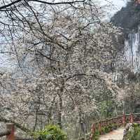 晴空森林🌸櫻花如海