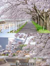 Fukuoka in Sakura Season~🌸🇯🇵✨
