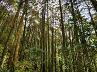 親民的綠野仙境～稍來山步道