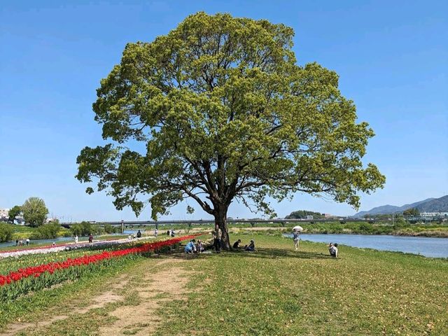 Nogata Sakura Park (直方桜公園)