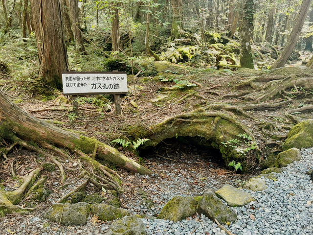 《東海自然步道：探索河口湖的自然奇觀》