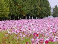 The Cosmos Flower Festival at Han River Citizen Park in Guri