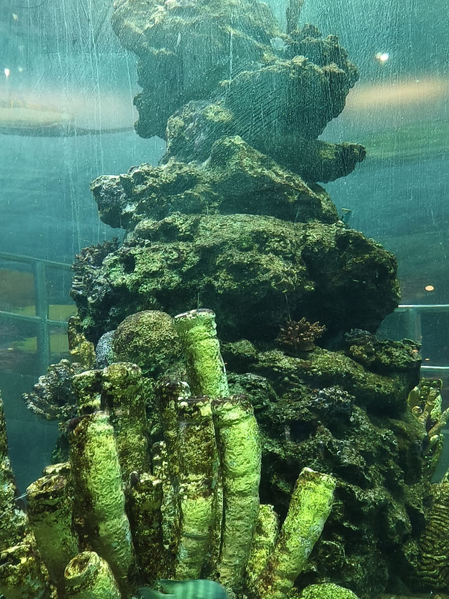 🐋 Rayong Aquarium สัมผัสโลกใต้ทะเลสุดมหัศจรรย์!