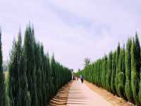 Anseong Farmland Flower Festival Review