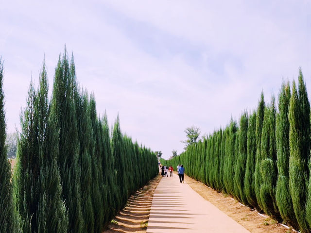 Anseong Farmland Flower Festival Review