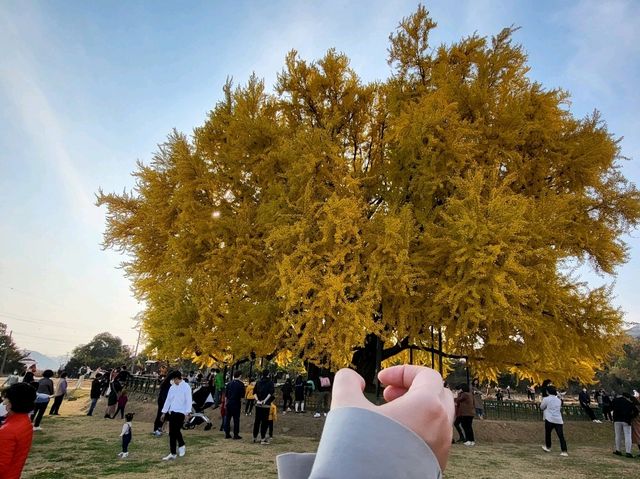 천년된 반계리은행나무