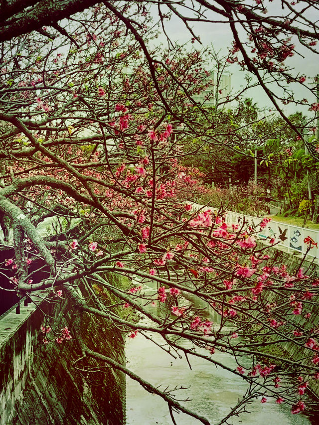 🌸 **沖繩與儀公園櫻花觀賞遊覽分享** 🌸