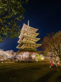 1000円で見れる絶景！春の訪れ🌸 京都と言えばド定番のココ‼️｢東寺｣
