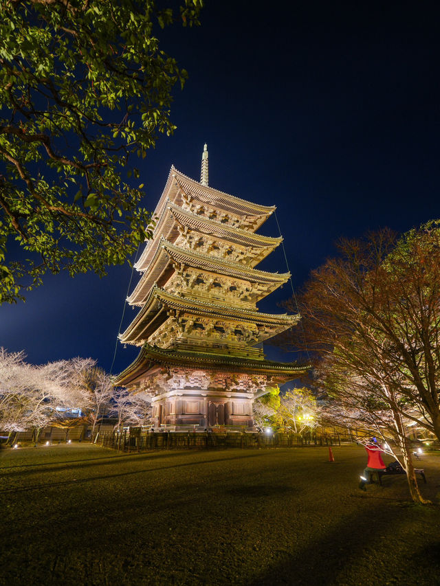 1000円で見れる絶景！春の訪れ🌸 京都と言えばド定番のココ‼️｢東寺｣