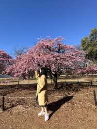 🌸Sakura Season Magic🌸: Where to See Japan’s Most Stunning Blooms