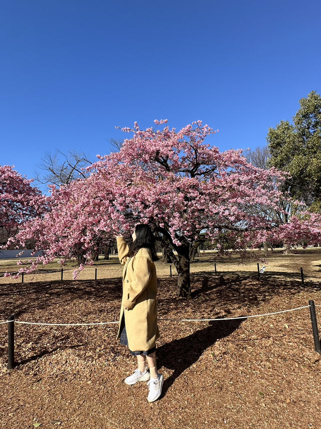 🌸Sakura Season Magic🌸: Where to See Japan’s Most Stunning Blooms