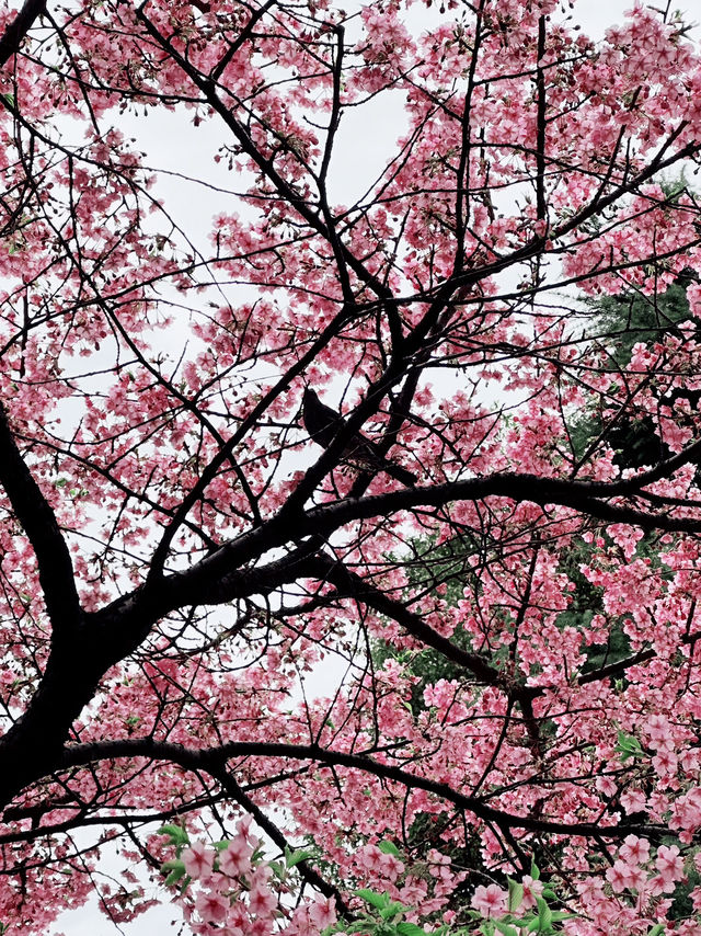 🌸Sakura Season Magic🌸: Where to See Japan’s Most Stunning Blooms