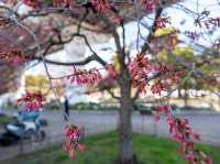 Chasing Sakura at Sumida River Park